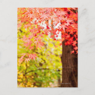 Bright colours of Japanese maple tree in autumn Postcard