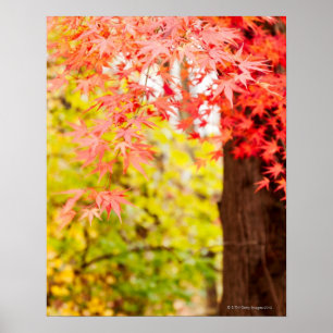 Bright colours of Japanese maple tree in autumn Poster