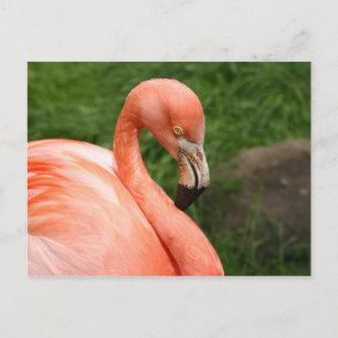 Bright Flamingo Postcard