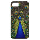 Bright girly pretty peacock bird nature animal