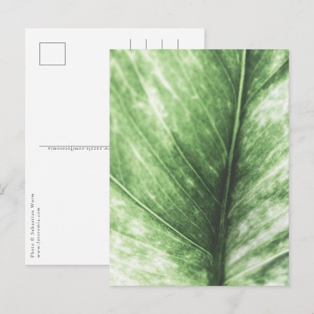 Bright green Leaf floral Design Postcard (Front/Back)