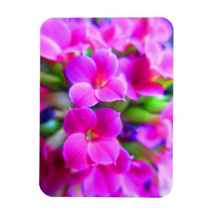 Bright Happy Kalanchoe Flowers Pink Magenta Purple Magnet