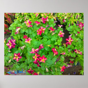 Bright Hot Flowers Poster