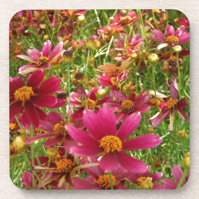 Bright Hot Pink and Yellow Daisy flowers Coaster (Front)