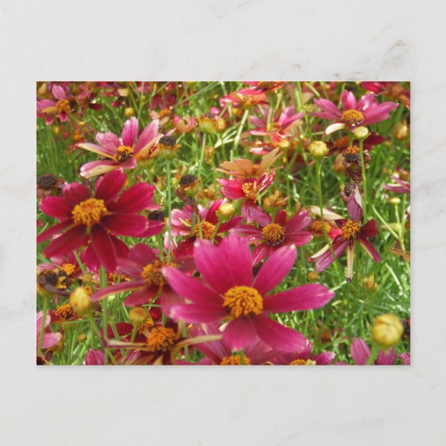 Bright Hot Pink and Yellow Daisy flowers Postcard (Front)