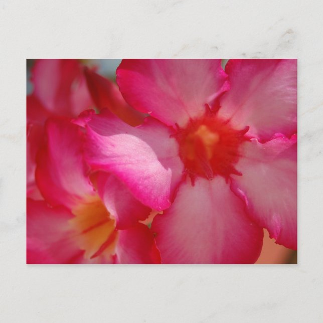 Bright Jamaica Postcard (Front)