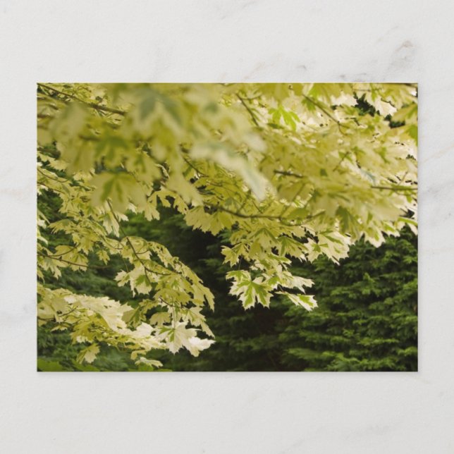 Bright Leaves Postcard (Front)