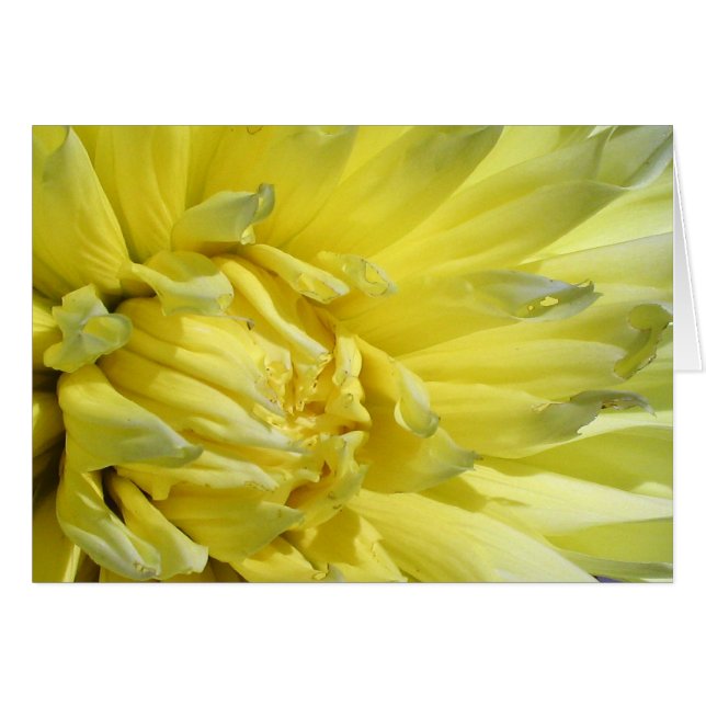 Bright, Lemon Yellow Dahlia (Front Horizontal)
