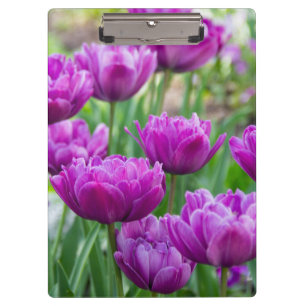 Bright lilac tulips on a sunny day clipboard