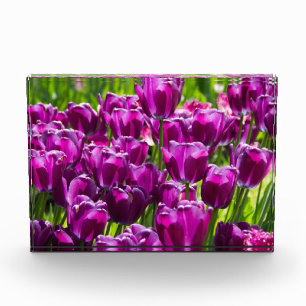 Bright lilac tulips on a sunny day  photo block