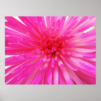 Bright Neon Pink Football Mum Flower Close-up Poster