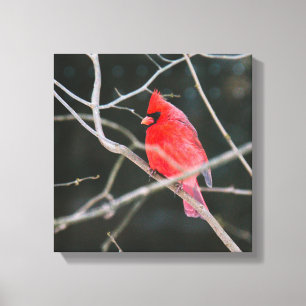 Bright Northern Cardinal Canvas Print