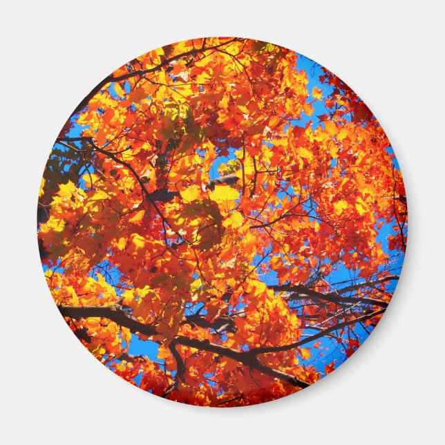 Bright Orange Autumn Leaves Photo Magnet (Front)