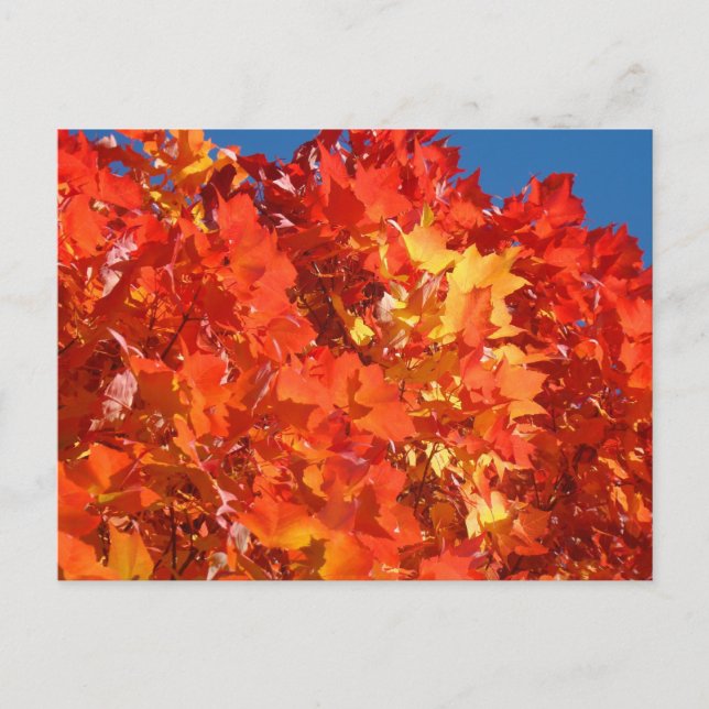 Bright Orange Autumn Leaves postcards Fall Trees (Front)