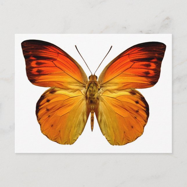 Bright Orange Butterfly Postcard (Front)