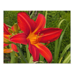 Bright Orange Daylily Bloom Floral Photo Print