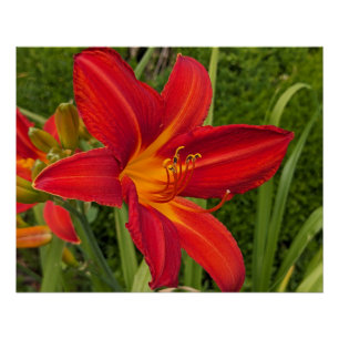 Bright Orange Daylily Bloom Floral Poster
