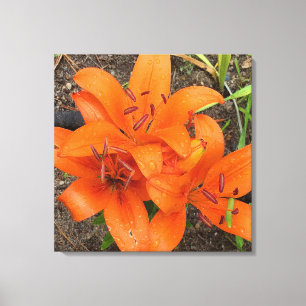 Bright Orange Daylilys Photo  Canvas Print