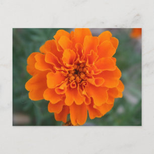 Bright Orange Flower Postcard