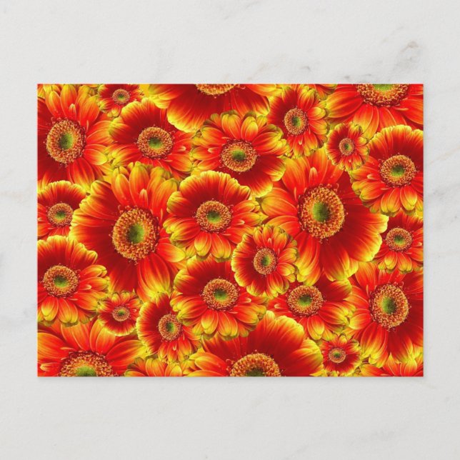 Bright Orange Flowers Postcard (Front)