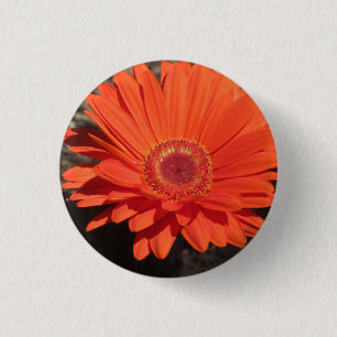 Bright Orange Gerbera Daisy Photo 1 Inch Round Button