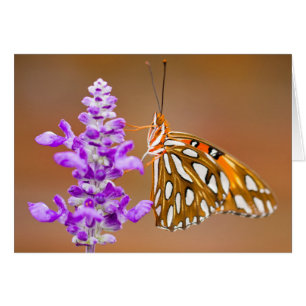 Bright Orange Gulf Fritillary Butterfly