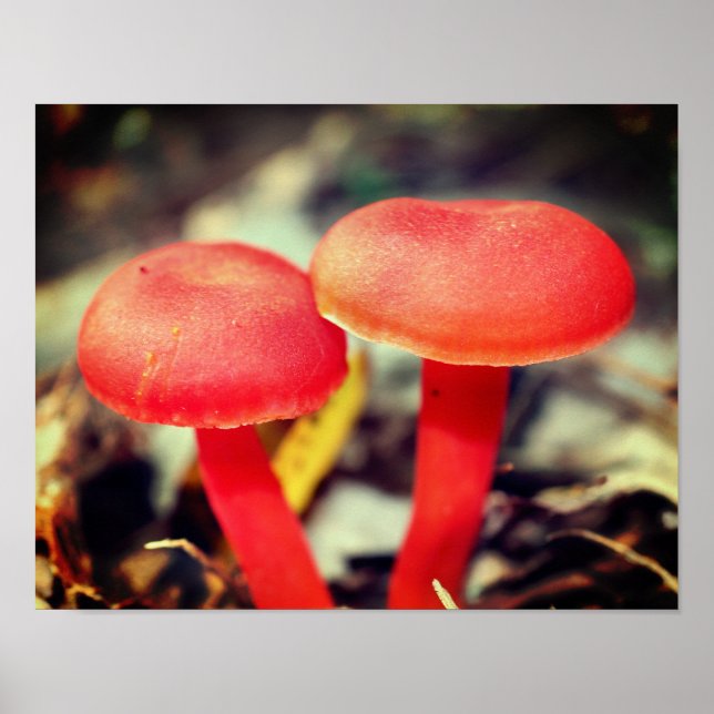 Bright Orange Mushroom Pair Close Up Poster (Front)