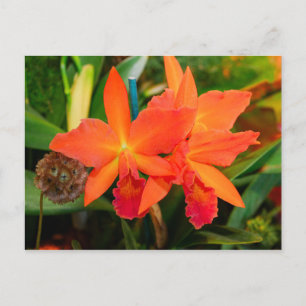 Bright Orange Orchid Postcard
