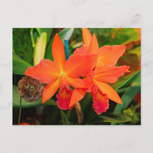 Bright Orange Orchid Postcard (Front)