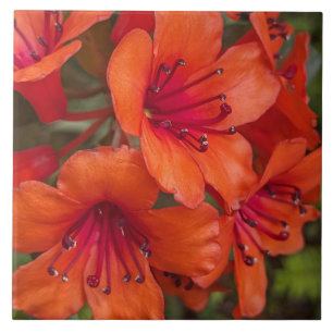 Bright Orange Rhododendron Blooms Floral Tile