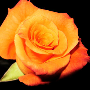 Bright Orange Rose Greeting Card