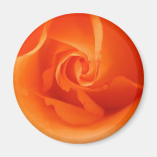 Bright Orange Rose Magnet