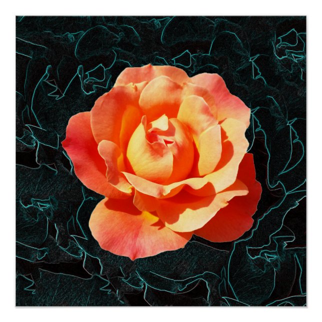 Bright orange rose poster (Front)