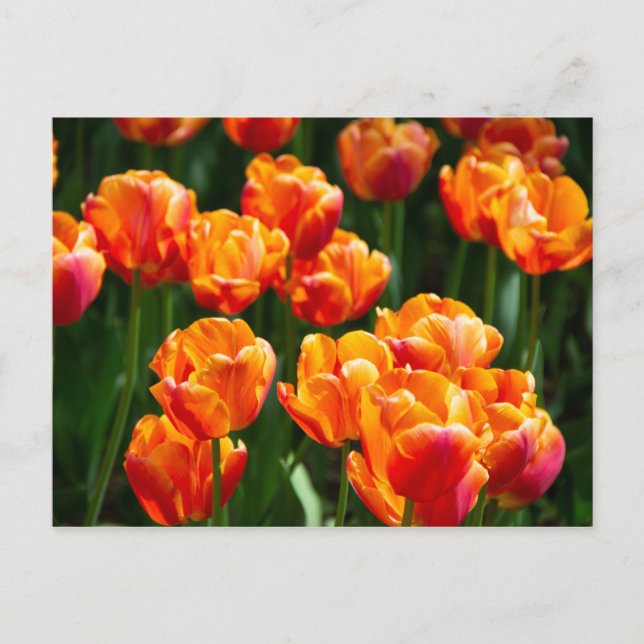 Bright orange tulips in the park  postcard (Front)