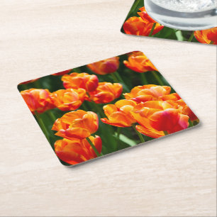 Bright orange tulips in the park   square paper coaster