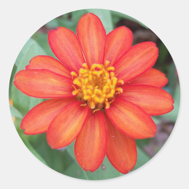 Bright Orange Zinnia round sticker,envelope sealer Classic Round Sticker (Front)