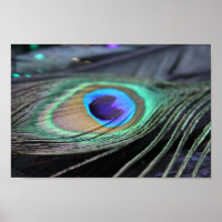 Bright Peacock Feather Photo Poster Art Print