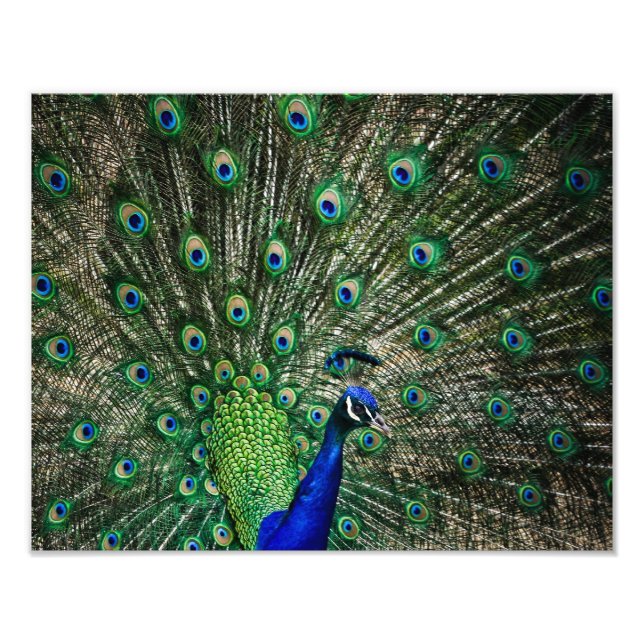 Bright Peacock Photo Print (Front)