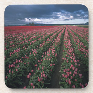 Bright pink and red tulips glow under dark coaster