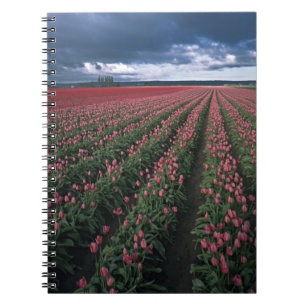 Bright pink and red tulips glow under dark notebook