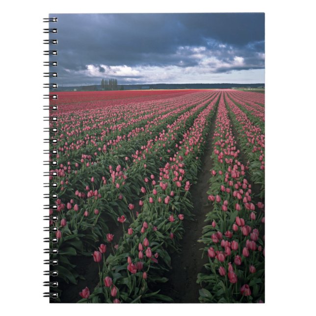 Bright pink and red tulips glow under dark notebook (Front)