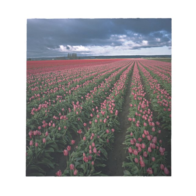 Bright pink and red tulips glow under dark notepad (Front)