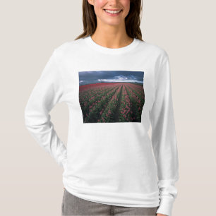 Bright pink and red tulips glow under dark T-Shirt
