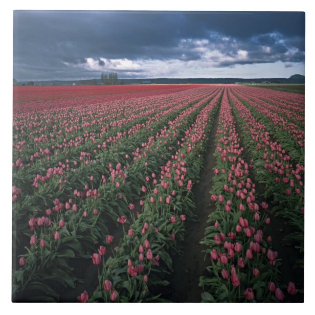 Bright pink and red tulips glow under dark tile (Front)