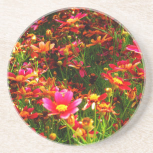 Bright pink and yellow Daisy Wild flowers Coaster