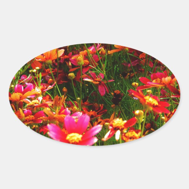 Bright pink and yellow Daisy Wild flowers Oval Sticker (Front)