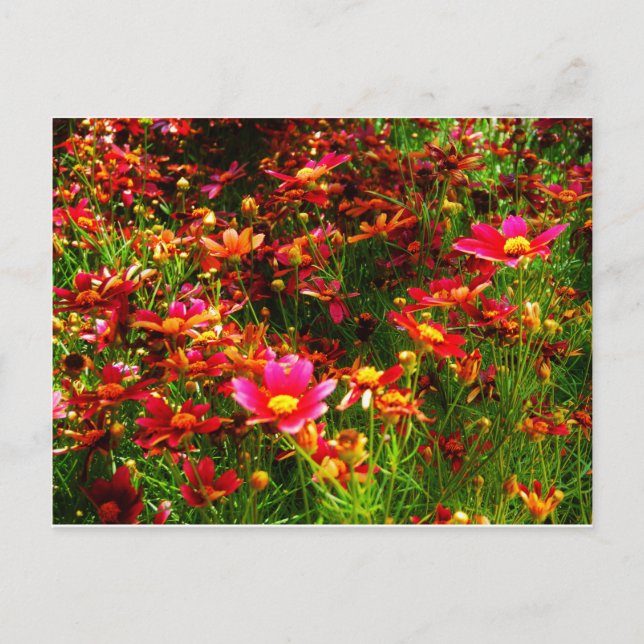 Bright pink and yellow Daisy Wild flowers Postcard (Front)