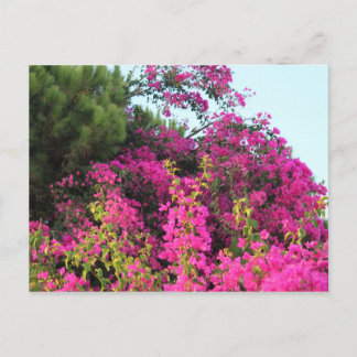 Bright Pink Bougainvillea Photo Postcard