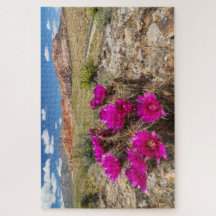 Bright pink cactus flowers in Red Rock Canyon, Nv