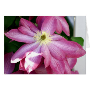 Bright Pink Clematis